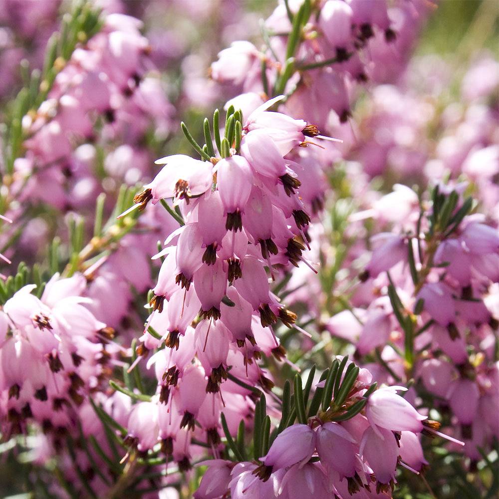 Erica darleyensis 'Darley Dale'